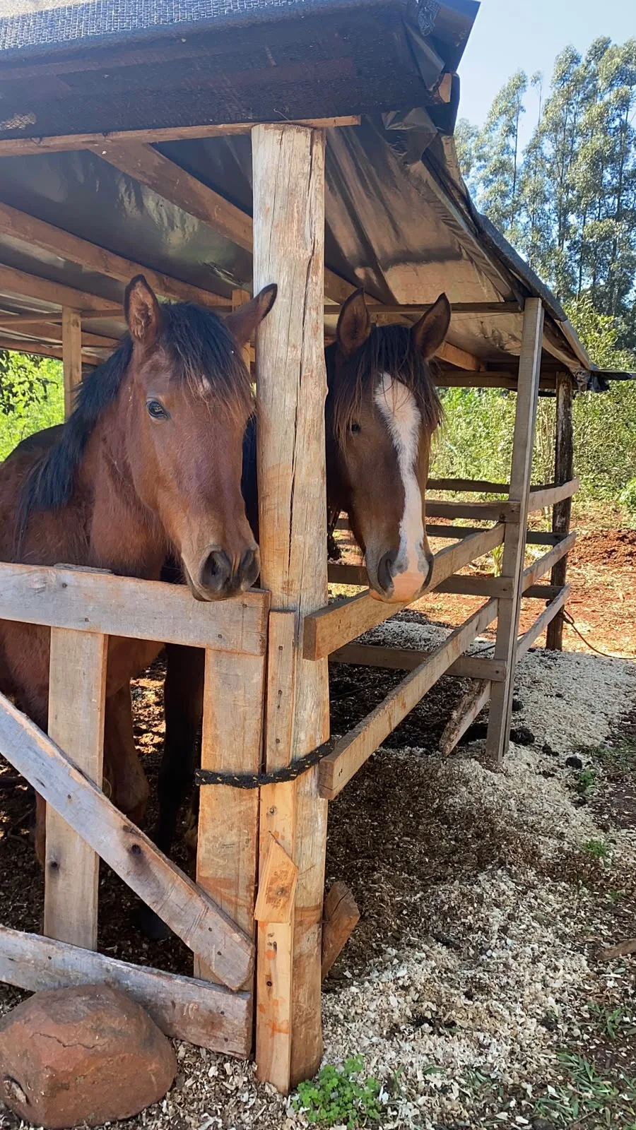 Caballos en el establo de Granja Luma
