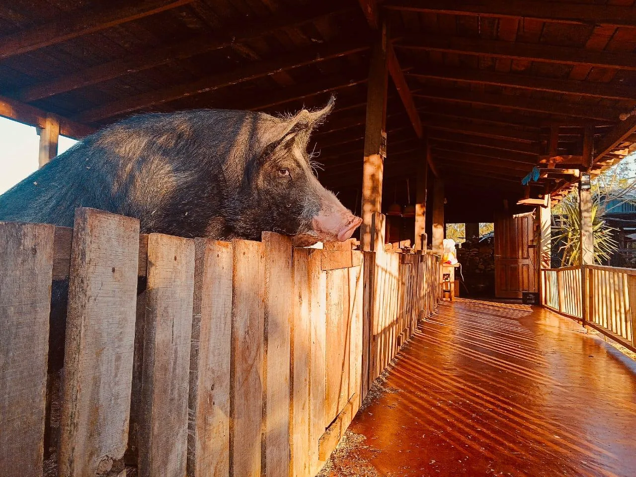 Chancho en el establo de madera