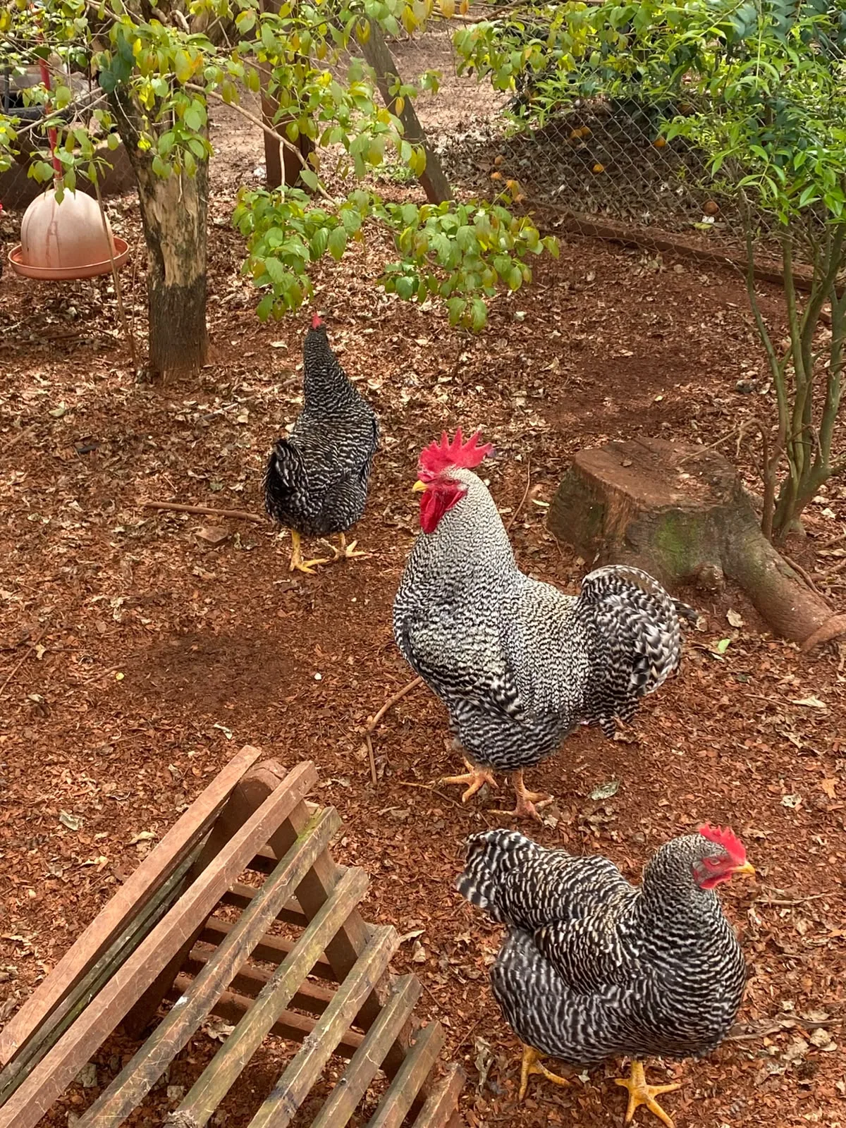 Gallinas y gallo entre los frutales