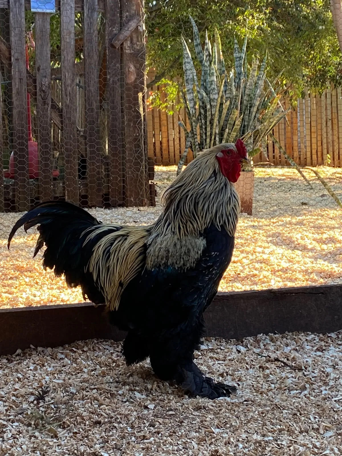 Gallo en la hora dorada