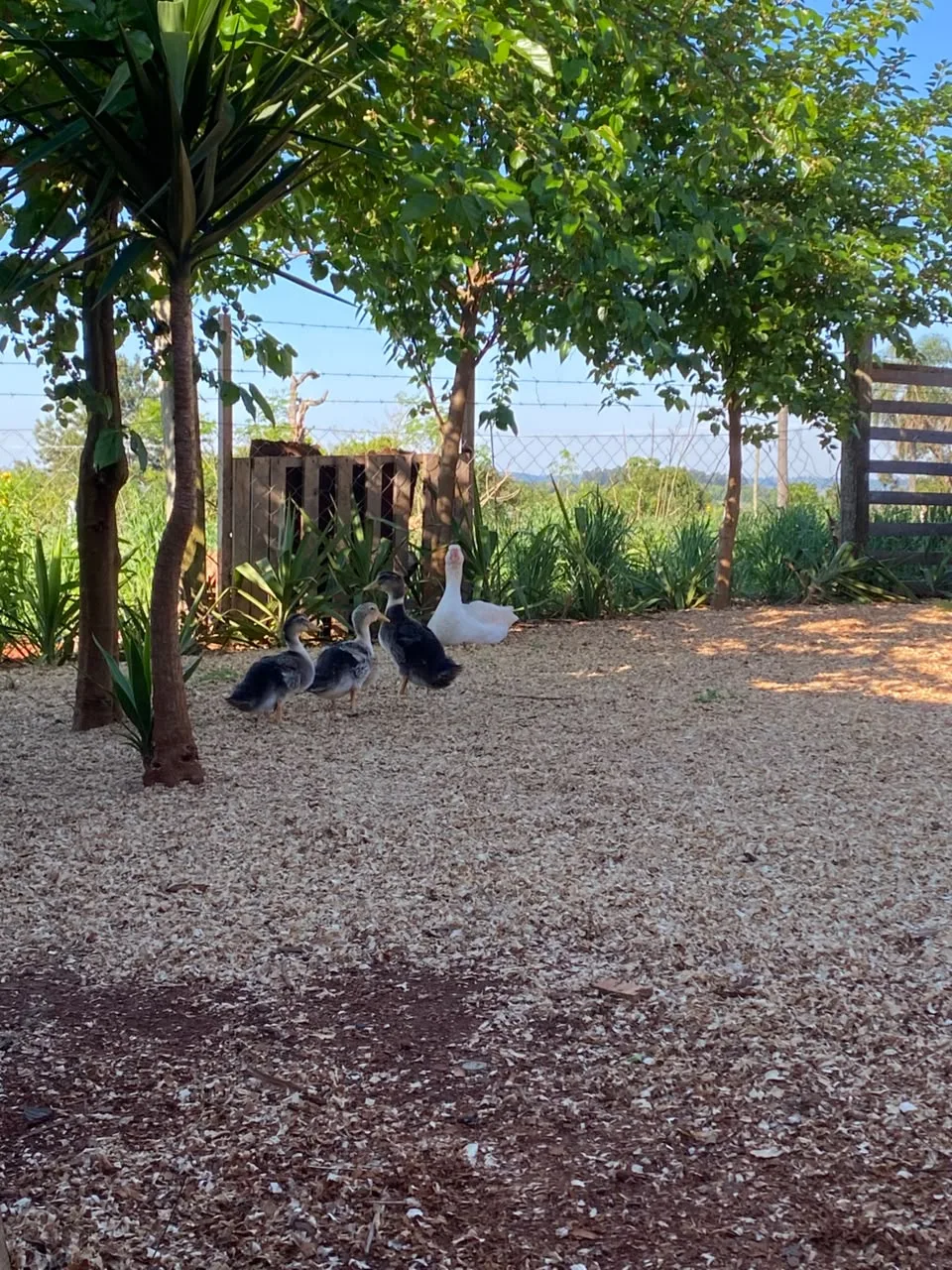 Gansos en el patio de Granja Luma