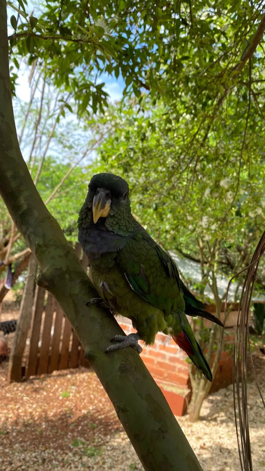 Loro verde en el árbol