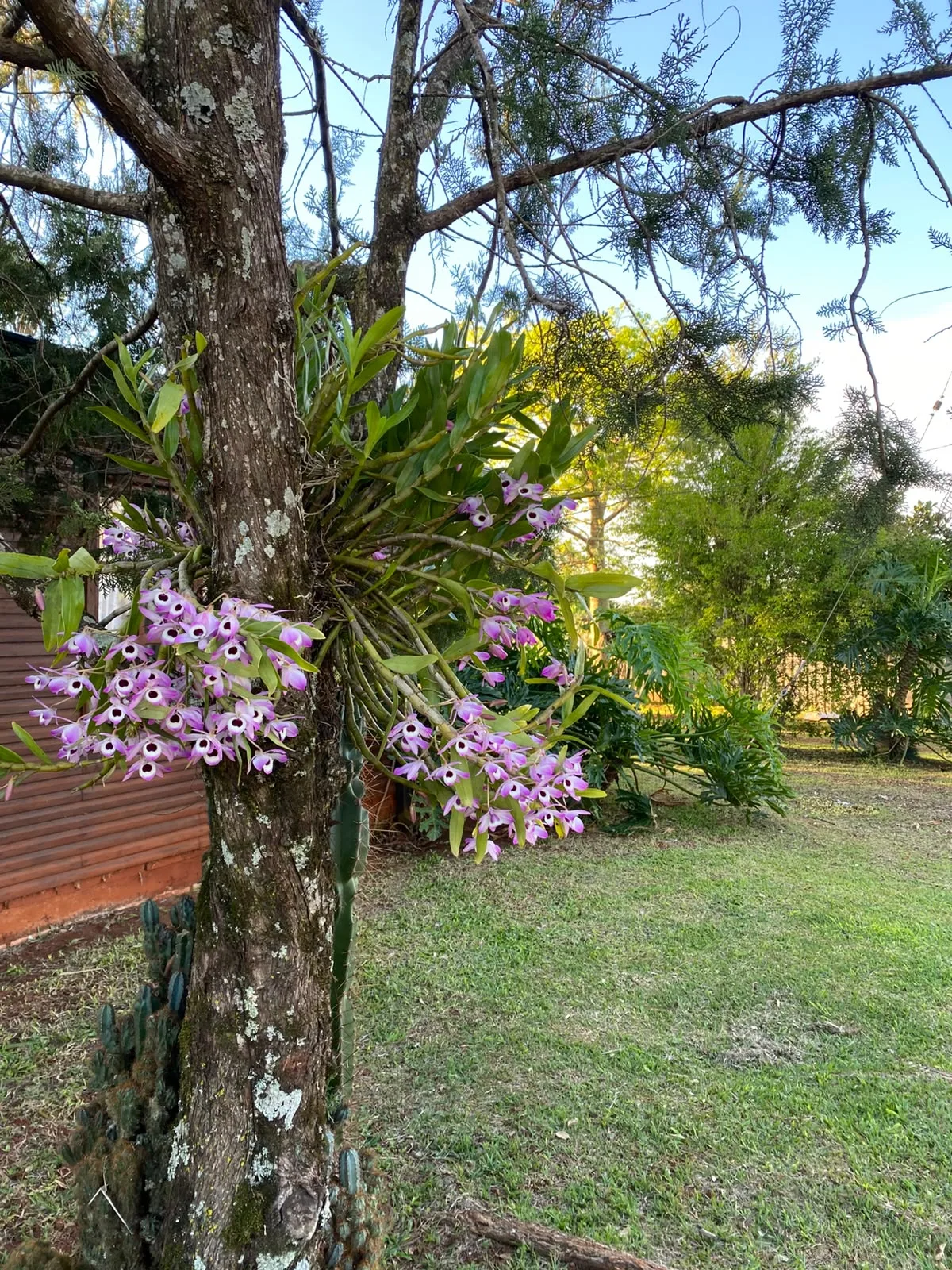 Orquídeas en árbol, Granja Luma