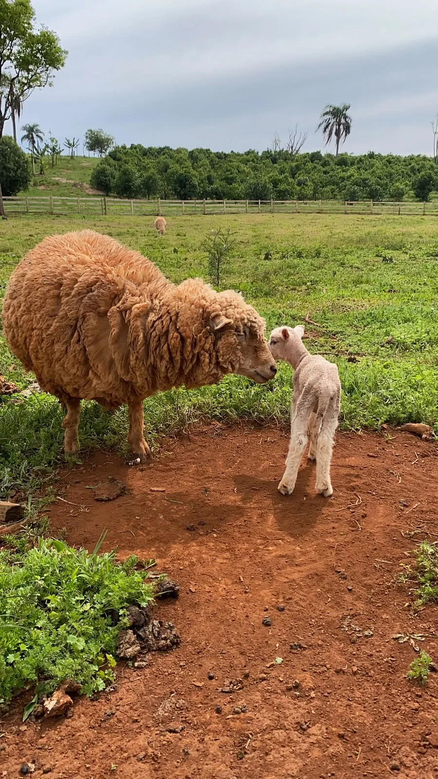 Oveja y cordera pastando en Granja Luma