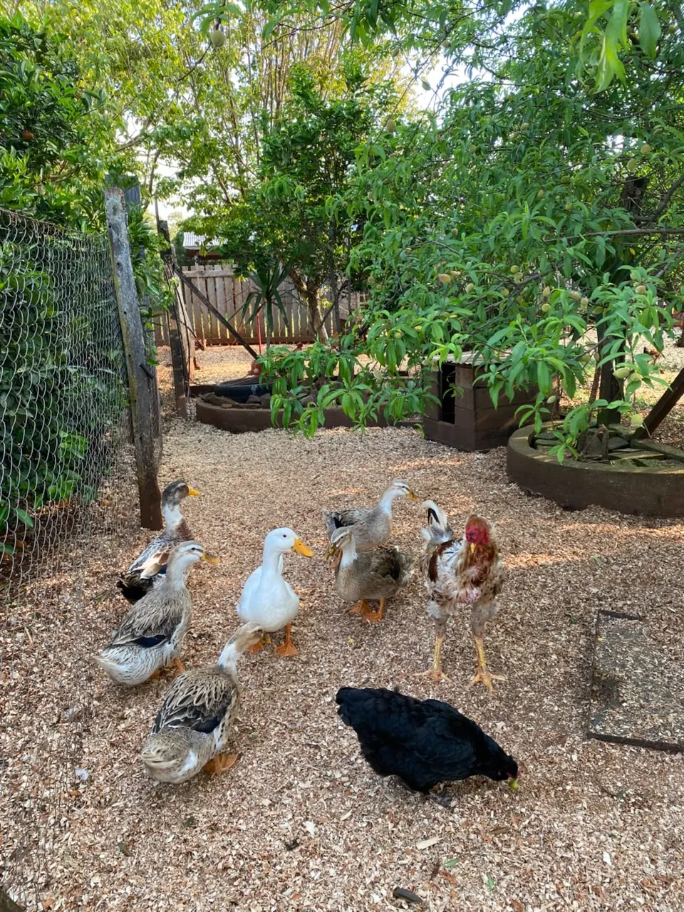 Patos y gallinas entre los frutales
