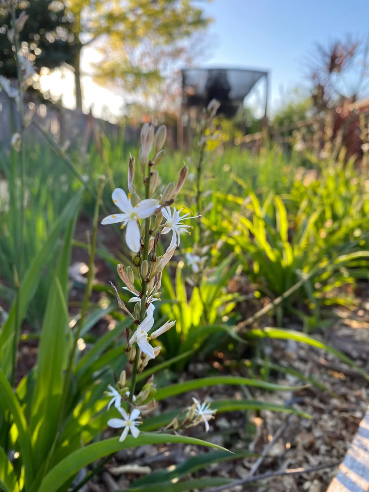 Flores en la huerta de Granja Luma