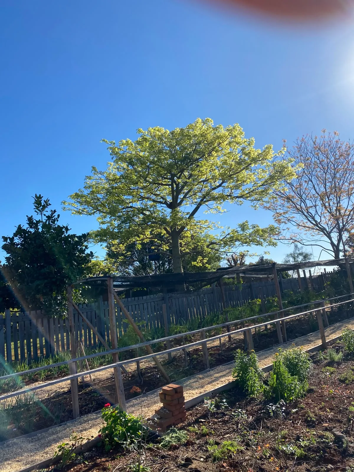 Huerta con árbol y cielo azul