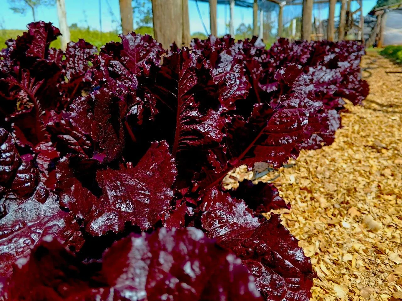 Lechuga morada en el invernadero